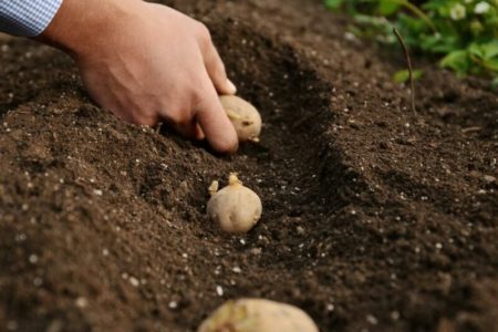 Сажать картофель без лопаты